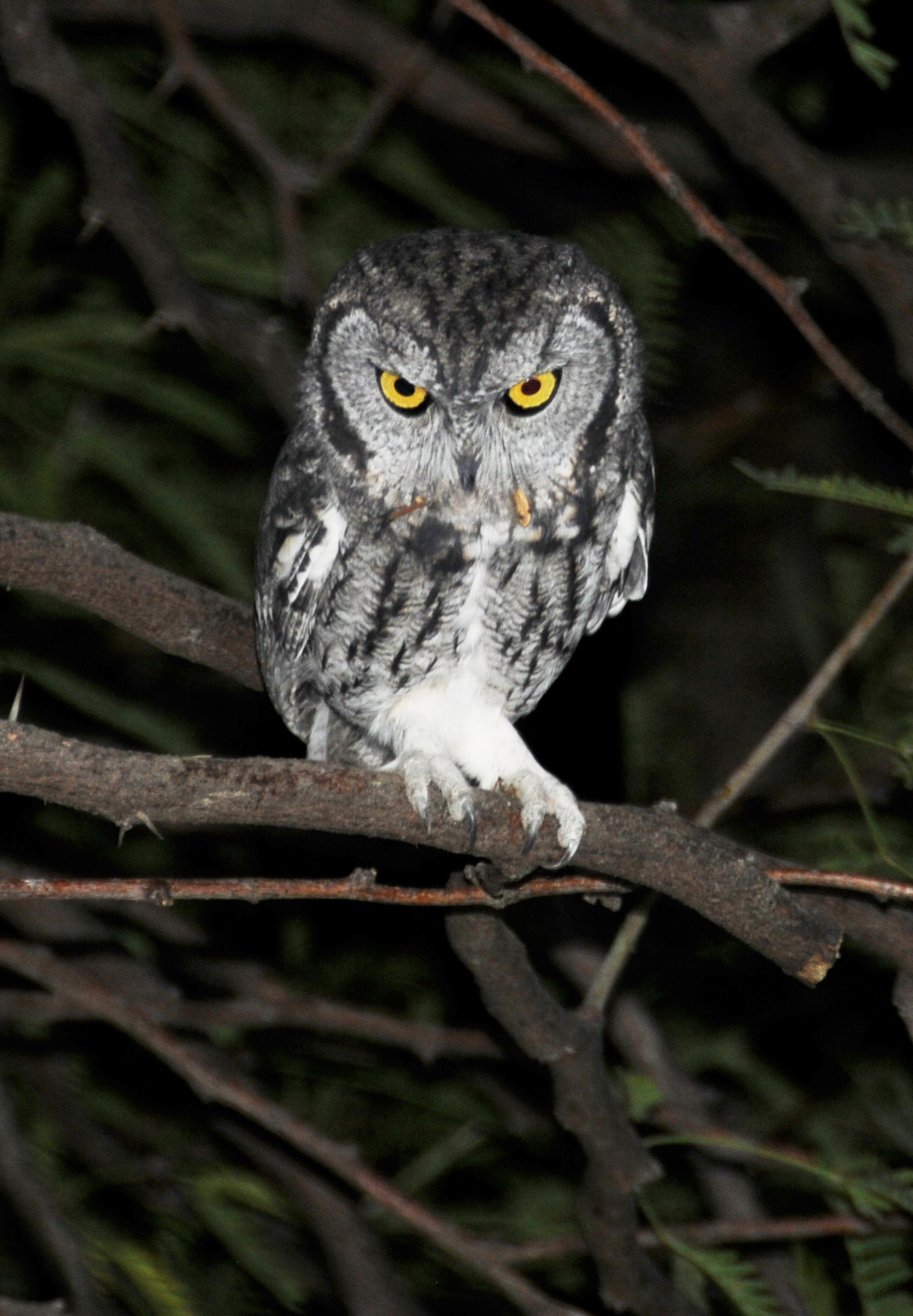 Arizona Owl